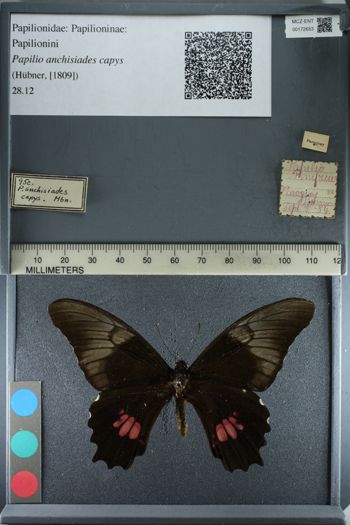 Media type: image;   Entomology 172653